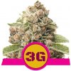 Royal Queen seeds Triple G neobsahují THC 5 ks