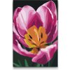 Vymalujsisam.sk Maľovanie podľa čísiel - Kvet tulipánu Veľkosť: 40x60cm, Rám: Bez rámu, iba zrolované plátno