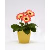 GERBERA JAMESONII do kvetináčov, REVOLUTION BICOLOR RED LEMON , 1000 semien
