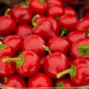 BIO Paprika Babybell červená - Capsicum annuum - semená papriky - 10 ks