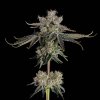 Happy Valley Genetics - Sweet 16 6 ks - Semená neobsahujú THC.