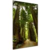 Vertikálny foto obraz akrylové sklo Chodník v lese 50x100 cm