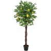 Citronovník s plody, 150 cm