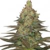 Serious Seeds Seriosa semena neobsahují THC 6 ks