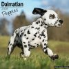 Kalendár 2026 Dalmatian, 30,5 x 30,5 (30,5 x 61) cm