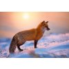 DIMEX | Vliesové fototapety na stenu Líška v snehu MS-5-0614 | 375 x 250 cm | modrá, biela, oranžová, ružová + Vliesová fototapeta na stenu DIMEX Líška v snehu MS50614 v rozmere 375 x 250 cm