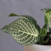 Fittonia White Joly Josan baby