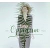 Filipová Lenka: Oppidum - CD
