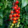 Paradajka Crokini F1 PhR - Solanum lycopersicum - semená - 7 ks