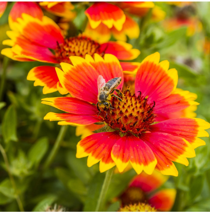 Kokarda osinatá veľkokvetá zmes - Gaillardia aristata - semená - 0,3 g