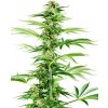 Sensi Seeds Honey Melon Haze neobsahuje THC 5 ks