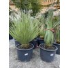 Dasylirion serratifolium 110cm (rastlina 80 cm výška, viditeľný kmeň už)