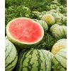 Melón vodný Tigrimini F1 - Citrullus lanatus - predaj semien - 5 ks