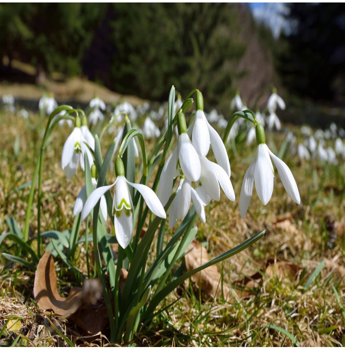 Snežienka jarná - Galanthus nivalis - cibuľoviny - 3 ks