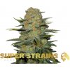 Super Strains - Amajikoym 5 ks - Semená neobsahujú THC