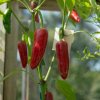 BIO Chilli Jalapeno - Capsicum annuum - predaj bio semien - 6 ks