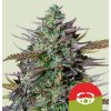 Royal Queen Seeds Semená kanabisu GOAT'lato Auto 3 ks
