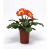 Gerbera jamesonii Colorbloom Orange Yellow Bicolor 1000 semien