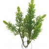 Zoo Med Malaysian Fern L