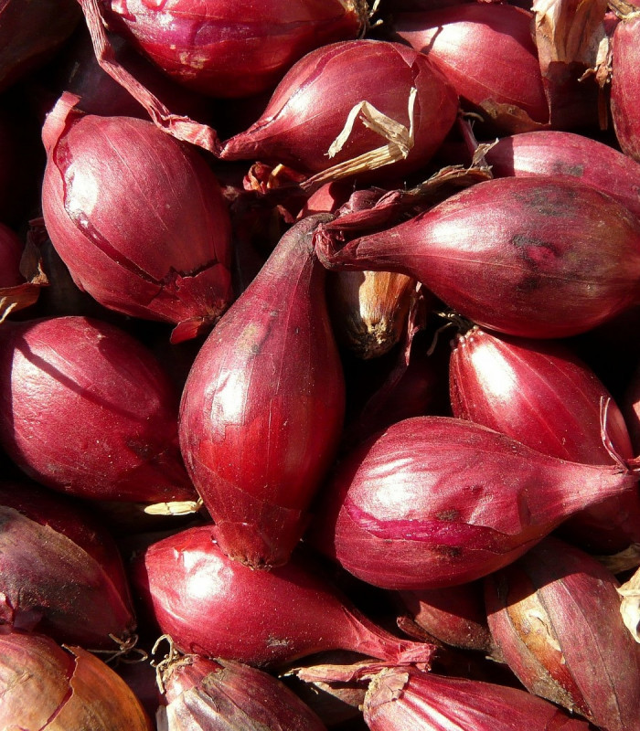 BIO Cibuľa Rossa di Firenze - Allium cepa - semená cibule - 100 ks