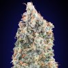 00 Seeds Bank - Blueberry Fast 3 ks - Semená neobsahujú THC