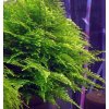 Taiwan mos (Taxiphyllum alternans) Rastliny: /in-vitro Tropica Plants/