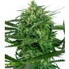 Sensi Seeds Sensi Amnesia neobsahuje THC 3 ks
