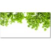 Foto obraz akrylové sklo Lístie duba 100x50 cm