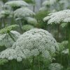 Morač Casablanca - Ammi visnaga - semená morača - 50ks
