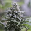 Silent Seeds Feminizované semienka exotického kanabisu Zkittlez 2.0 3 ks