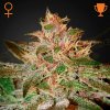 Green House Seed - Pure Kush 10 ks - Semená neobsahujú THC