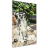 Vertikálny foto obraz fotografie na skle Lemur 50x100 cm