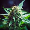 Vision Seeds - Pure Gelato 10 ks - semená neobsahujú THC