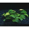 Toprybičky Anubias barteri nana