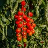 Paradajka kríčková Gartenperle - Solanum lycopersicum - semená - 10 ks