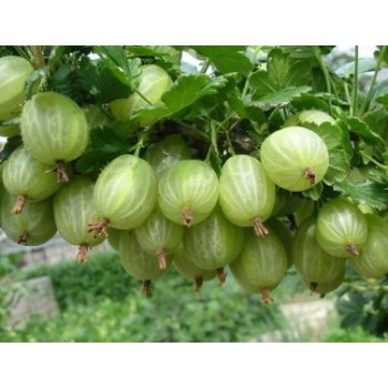 Ribes uva-crispa Invicta Egreš Invicta stromčekový biely od 5,99 € -  Heureka.sk