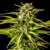 Kannabia Seeds - Break-up Cake 1 ks - semená neobsahujú THC