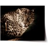 Sablio Plagát Leopard - 90x60 cm
