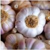 Sadbový cesnak Havel - Allium sativum - paličiak - 1 balenie