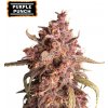 Seedstockers - Purple Punch Auto 25 ks - Semená neobsahujú THC