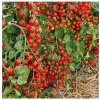 Paradajka Perlino červené F1 - Solanum lycopersicum - predaj semien - 6 ks