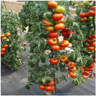 semena paradajka – Heureka.sk