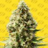 Original Sensible Seeds - Frosted Guava Auto 10 ks - Semená neobsahujú THC
