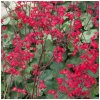 Heuchera Coral Forest - Heuchera - semená heuchery - 20 ks