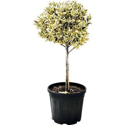 Bršlen japonský na kmienku FloraSelf Eunonymus japonicus 'Bravo' kmienok 45 cm kvetináč 15 l