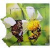 Just Jigsaws 600 Včela a jej životný cyklus - drevené vrstvené puzzle 19 dielov