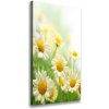 Vertikálny foto obraz na plátne do obývačky Sedmokrásky 50x100 cm