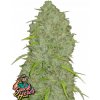 Fast Buds Semená kanabisu Jack Herer Auto 5 ks