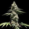 World Breeders - Clementine Slush 10 ks - Semená neobsahujú THC