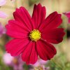 Krasuľka perovitá Cosmini Red - Cosmos bipinnatus - semená - 20 ks